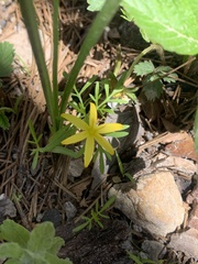Hypoxis decumbens