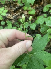 Doellingeria infirma