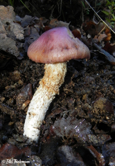 Cortinarius lebre