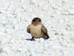 Ptyonoprogne fuligula anderssoni