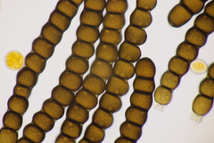 Xenodochus carbonarius