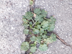 Modiolastrum australe