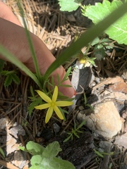 Hypoxis decumbens