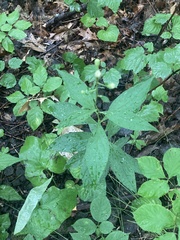 Doellingeria infirma