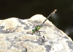 Ophiogomphus mainensis