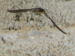 Ptyonoprogne fuligula anderssoni