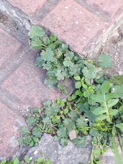 Modiolastrum australe