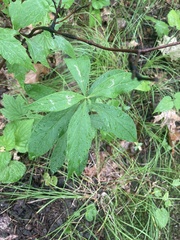 Doellingeria infirma