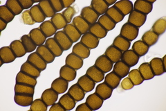 Xenodochus carbonarius