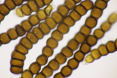 Xenodochus carbonarius