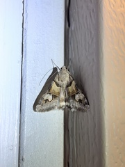 Drasteria pallescens