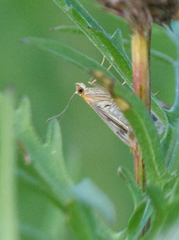 Sitochroa verticalis
