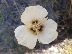Calochortus howellii