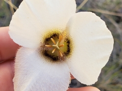 Calochortus howellii