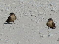 Ptyonoprogne fuligula anderssoni