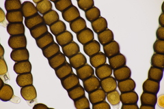 Xenodochus carbonarius