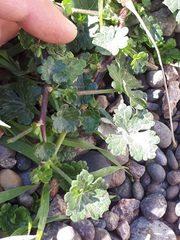 Modiolastrum australe