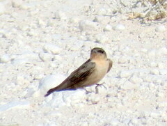 Ptyonoprogne fuligula anderssoni