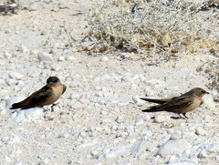 Ptyonoprogne fuligula anderssoni