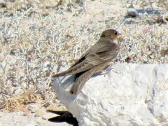 Ptyonoprogne fuligula anderssoni