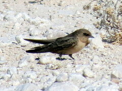 Ptyonoprogne fuligula anderssoni