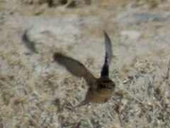 Ptyonoprogne fuligula anderssoni