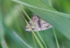 Sitochroa verticalis