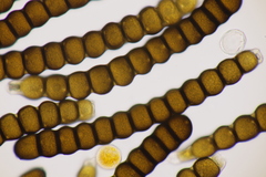 Xenodochus carbonarius