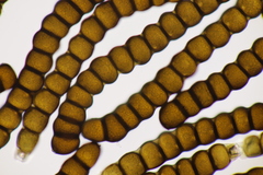 Xenodochus carbonarius