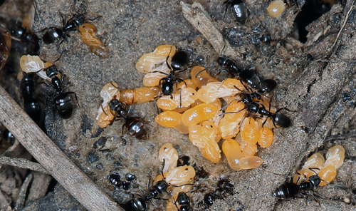 iNaturalist observation photo of Odorous House Ant
