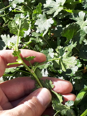 Modiolastrum australe