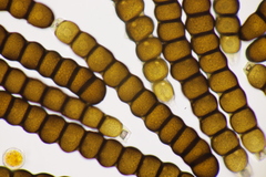 Xenodochus carbonarius