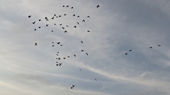 Psittacara holochlorus