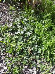 Modiolastrum australe