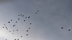 Psittacara holochlorus