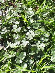 Modiolastrum australe