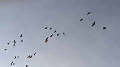 Psittacara holochlorus