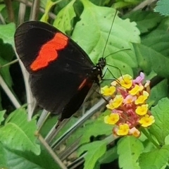Heliconius erato