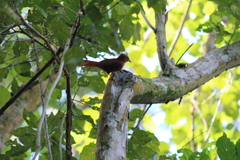 Philydor atricapillus