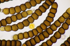 Xenodochus carbonarius