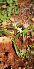 Oziroe arida