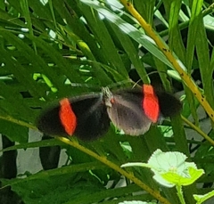 Heliconius erato