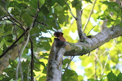 Philydor atricapillus