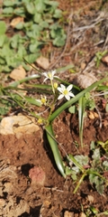 Oziroe arida