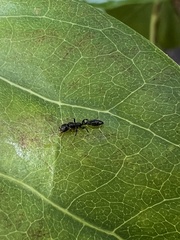 Pseudomyrmex cubaensis