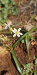 Oziroe arida
