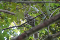 Sciurus carolinensis