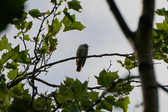 Turdus viscivorus
