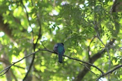 Trogon rufus chrysochloros