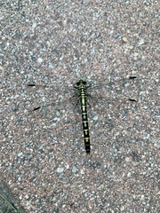 Onychogomphus
